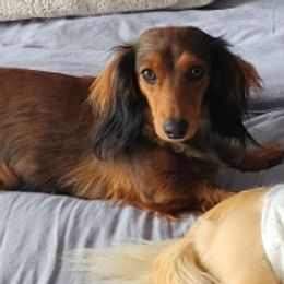 Ruth - Dachshund