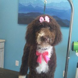 Celey - Goldendoodle