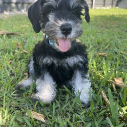 Miniature Schnauzer Puppies from Miniature Schnauzer Paradise llc
