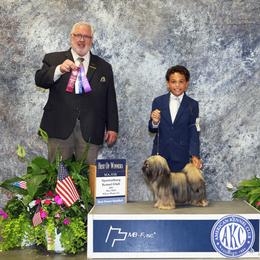 Lhasa Apso, Maltese, and Poodle All Grown Up from Toy Poodle and Maltese Perfection