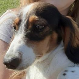 Max - Dachshund