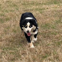 Moonie - Miniature American Shepherd