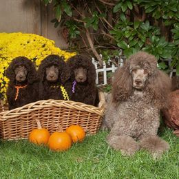 Poodle Puppies from Piccolo's Poodles