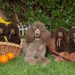 Poodle Puppies from Piccolo's Poodles