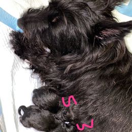 Scottish Terrier Puppies from Mary’s Scotty’s of Yorba