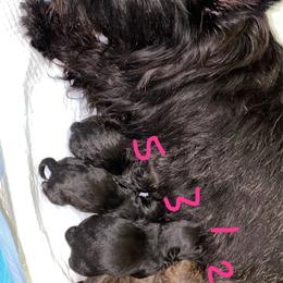Scottish Terrier Puppies from Mary’s Scotty’s of Yorba