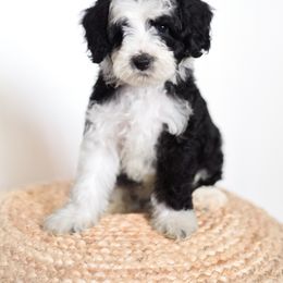 Ren - Black and white Aussiedoodle puppy in Bradenton, Florida from Doodle Acres