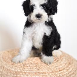 Ren - Black and white Aussiedoodle puppy in Bradenton, Florida from Doodle Acres