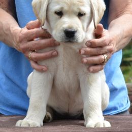 Labrador Retriever Puppies from SciFi Labradors