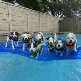 Jack Russell Terrier Puppies from Ground Force Jack Russell Terriers
