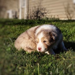 "Red Merle female-sold " Australian Shepherd Puppies from Lake Creek Aussies