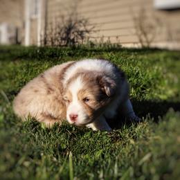 "Red Merle female-sold " Australian Shepherd Puppies from Lake Creek Aussies
