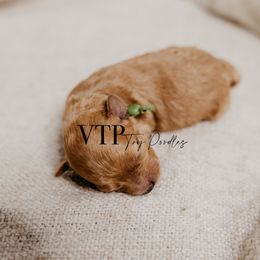 Boy 2 - Apricot Poodle puppy in Las Vegas, Nevada from Vegas Toy Poodles