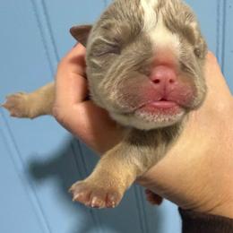 Paris - Lilac tri-color female Bulldog puppy in Cumming, Georgia from Happy Place Kennels