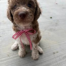 Merle boy 4 - Merle male Double Doodle puppy in Yoakum, Texas from The Scott’s Dood Ranch