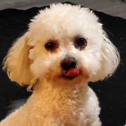 Penny - Bichon Frise