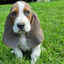 Basset Hound puppies from Golden Acres D & B