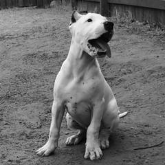 Dogo Argentinos from La Tribe of Judah | Dogo Argentino in Texas