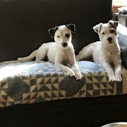Parson Russell Terrier All Grown Up from HeartSongs Haven /Northeast Division