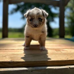 Liberty - Blue merle female Miniature Australian Shepherd puppy in Doddridge, Arkansas from Huddleston Farm