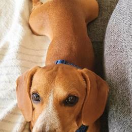 Dachshunds from Coles HotDog Hut