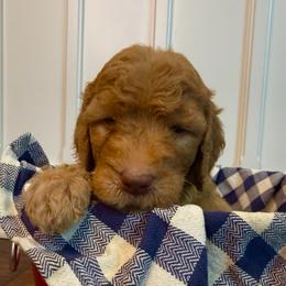Benny - Apricot male Goldendoodle puppy in De Land, Florida from Rezapour Doodle Estate