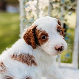 Hastings - Parti male Goldendoodle puppy in Old River Winfree, Texas from RadDoodles