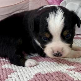 Miniature Australian Shepherd and Toy Australian Shepherd Puppies from Tonia Johnson's Toy and Miniature Australian Shepherds