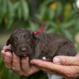 Quest - Red male Bordoodle puppy in Conway, Missouri from 2J 2K Bordoodles
