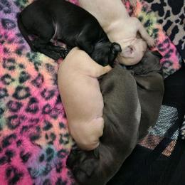 Blue Boy - Blue male Italian Greyhound puppy in Snohomish, Washington from Divine Italian Greyhounds