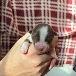 Girl 2 - Red tri-color female Australian Shepherd puppy in Jacksonville, Florida from Solace Australian Shepherds