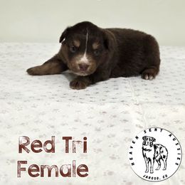 Angie - Red tri female Miniature Australian Shepherd puppy in Jaroso, Colorado from Heaven Sent Aussies