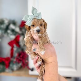 Cashmere - Red  female Goldendoodle puppy in Cedar City, Utah from Cedar Doodles- Home of the Teddybear Goldendoodle