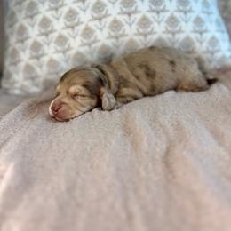 Chocolate and cream dapple girl (lighter, smaller) - Dapple female Dachshund puppy in Beaver, Pennsylvania from Meaden’s Mini Dachshunds