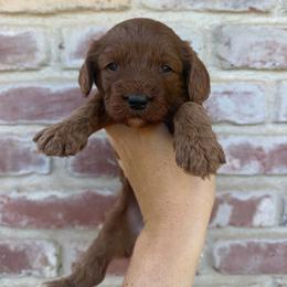 Autumn - Red female Cavapoo puppy in Roseville, California from Lipscomb Doodles