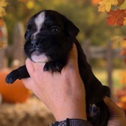 Samara (Girl) - Brindle female Boxer puppy in Red Boiling Springs, Tennessee from Silver Rain
