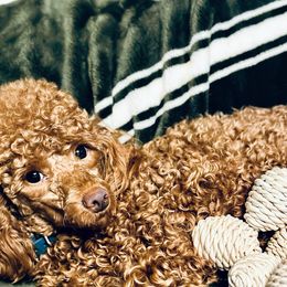 Christina - Poodle