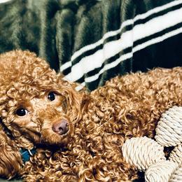 Christina - Poodle