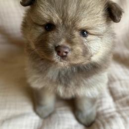 Ptolomy - Chocolate sable male Pomeranian puppy in Silver Springs, Florida from Gigi’s Pocket Poms