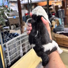 Boy 2 - Black and white male Sheepadoodle puppy in Joelton, Tennessee from PC Pampered Parti's