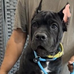 Yellow Collar - AKC and ICCF - Callie x Lawman - Black female Cane Corso puppy in Gorman, Texas from McOmber Country Kennels