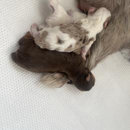 Merle girl - Parti female Yorkshire Terrier puppy in Norfolk, Virginia from Kandi’s Precious Pups