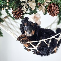 Wrenley - Phantom female Poodle puppy in Gaylord, Michigan from Dog Mom Co.