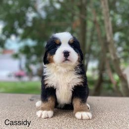 Cassidy - Black rust and white Bernese Mountain Dog puppy in New Haven, Indiana from Milan Berners