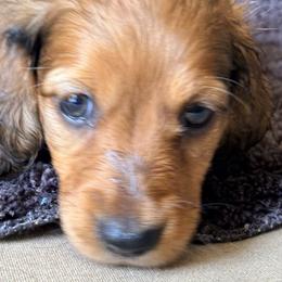 Dachshunds from Sandy's Long Haired Doxies