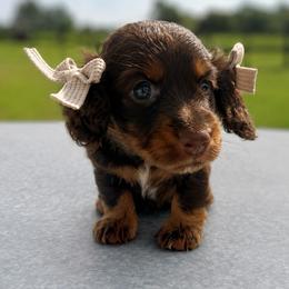 Bubbles - Chocolate and tan female Dachshund puppy in Stilwell, Oklahoma from MB’s Dachshunds