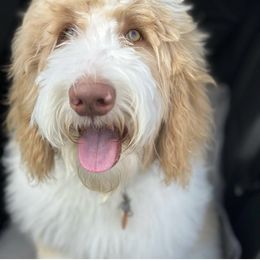 Bernedoodle and Goldendoodle Puppies from Selah Mountain Dogs