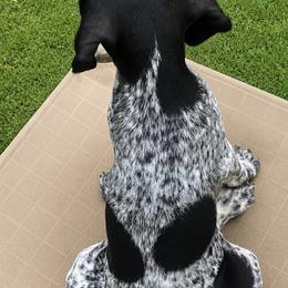 Orange collar male 2 - Black roan male German Shorthaired Pointer puppy in Hardeman County, Tennessee from Howell Farm GSP