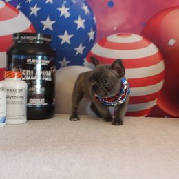 French Bulldog Puppies from 5th Avenue French Bulldogs