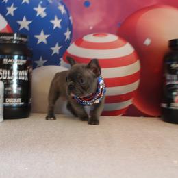 French Bulldog Puppies from 5th Avenue French Bulldogs